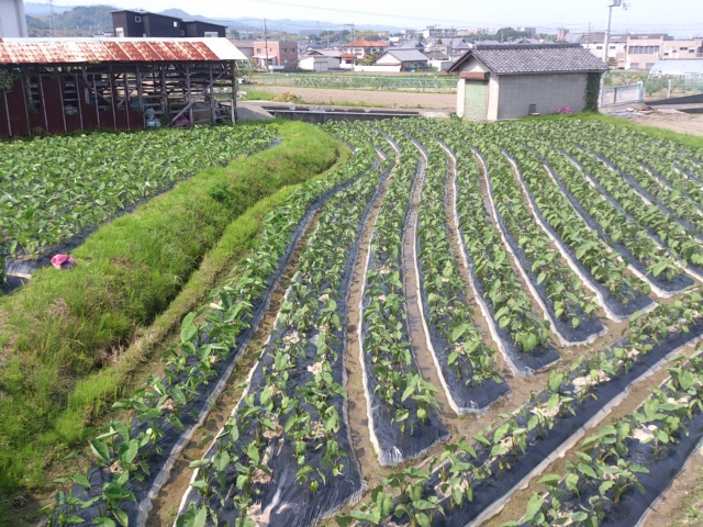 農地の評価単位